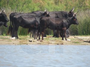 dl: schwarze Stiere an der Petit Rhône